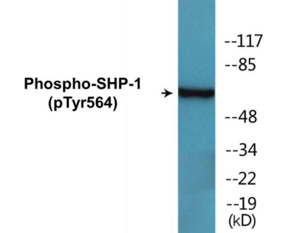 SHP-1 (phospho Tyr564) Cell Based ELISA Kit (A103802-296)