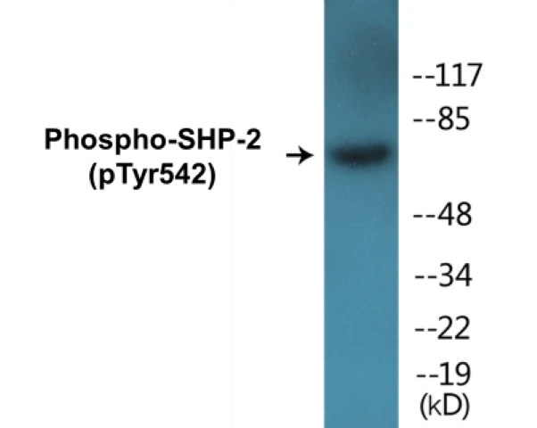 SHP-2 (phospho Tyr542) Cell Based ELISA Kit (A103803-296)