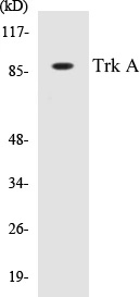 TrkA Cell Based ELISA Kit (A103262-96)