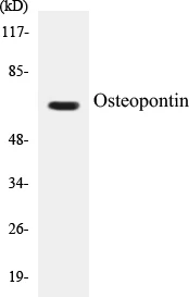 Osteopontin Cell Based ELISA Kit (A102862-96)