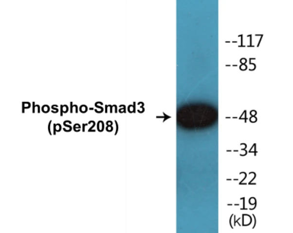 Smad3 (phospho Ser208) Cell Based ELISA Kit (A102136-296)