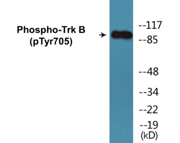 TrkB (phospho Tyr705) Cell Based ELISA Kit (A102286-296)