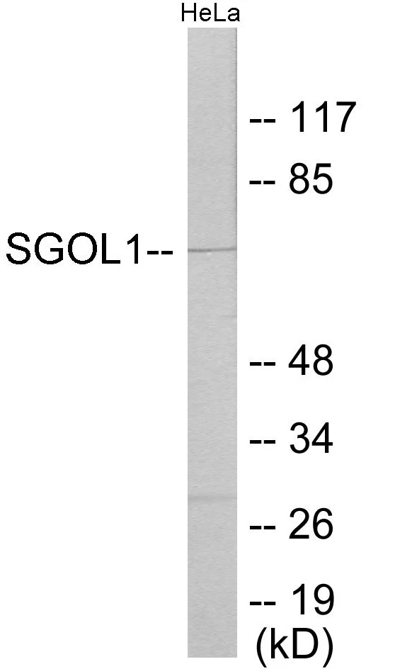 SGOL1 Cell Based ELISA Kit (A103700-96)