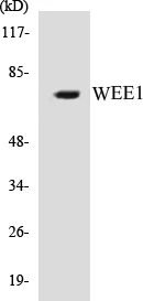 WEE1 Cell Based ELISA Kit (A103266-96)