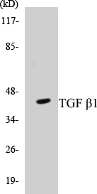 TGF beta 1 Cell Based ELISA Kit (A102901-96)