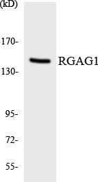 RGAG1 Cell Based ELISA Kit (A103485-96)