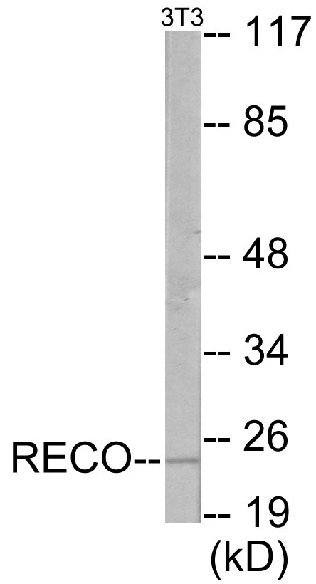 Recoverin Cell Based ELISA Kit (A103387-96)