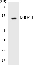 MRE11 Cell Based ELISA Kit (A103032-96)