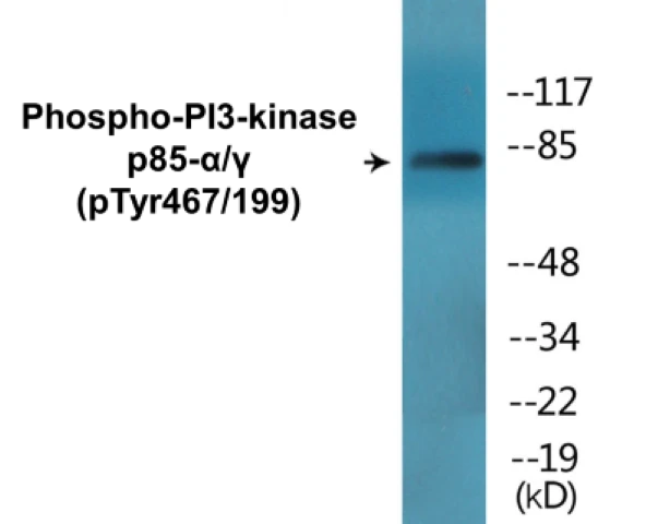 PI3-kinasep85 alpha + Gamma (phospho Tyr467 + Tyr199) Cell Based ELISA Kit (A102034-296)