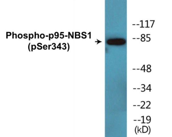 p95-NBS1 (phospho Ser343) Cell Based ELISA Kit (A102701-296)