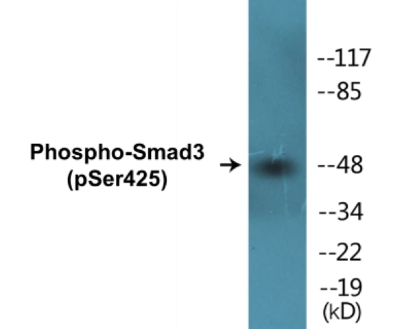 Smad3 (phospho Ser425) Cell Based ELISA Kit (A102139-296)