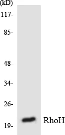 RhoH Cell Based ELISA Kit (A103296-96)