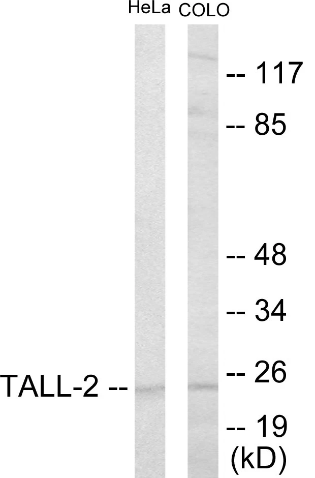 TALL-2 Cell Based ELISA Kit (A103019-96)