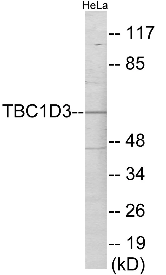 TBC1D3 Cell Based ELISA Kit (A103663-96)