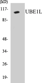 UBE1L Cell Based ELISA Kit (A103685-96)