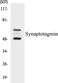 Synaptotagmin Cell Based ELISA Kit (A102844-96)