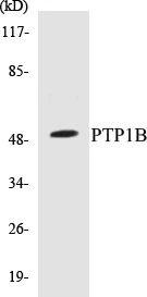 PTP1B Cell Based ELISA Kit (A103112-96)