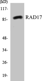 RAD17 Cell Based ELISA Kit (A103448-96)