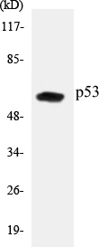 p53 Cell Based ELISA Kit (A103322-96)