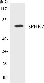 SPHK2 Cell Based ELISA Kit (A103118-96)