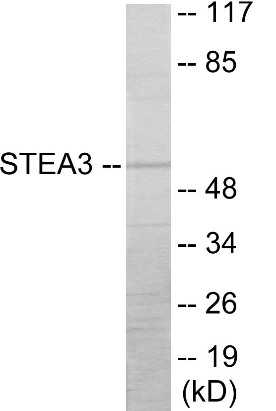 STEA3 Cell Based ELISA Kit (A103170-96)