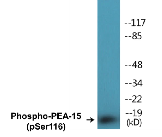 PEA-15 (phospho Ser116) Cell Based ELISA Kit (A102095-296)