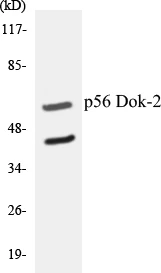 p56 Dok-2 Cell Based ELISA Kit (A103385-96)