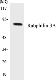 Rabphilin 3A Cell Based ELISA Kit (A102859-96)