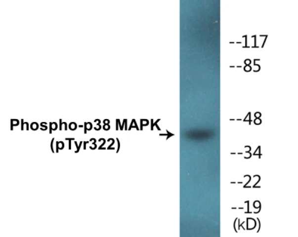 p38 MAPK (phospho Tyr322) Cell Based ELISA Kit (A102580-296)