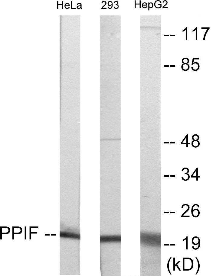 PPIF Cell Based ELISA Kit (A103279-96)