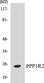 PPP1R2 Cell Based ELISA Kit (A103014-96)