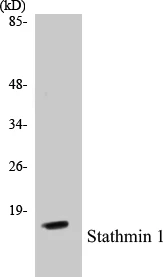 Stathmin 1 Cell Based ELISA Kit (A102900-96)