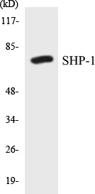 SHP-1 Cell Based ELISA Kit (A103070-96)