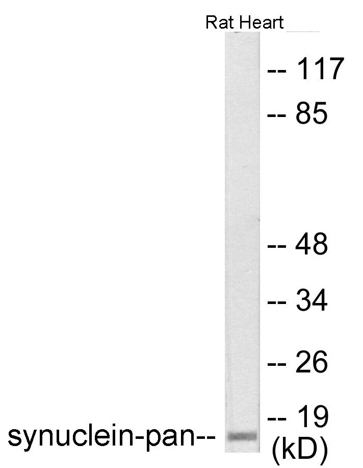 Synuclein-pan Cell Based ELISA Kit (A102847-96)