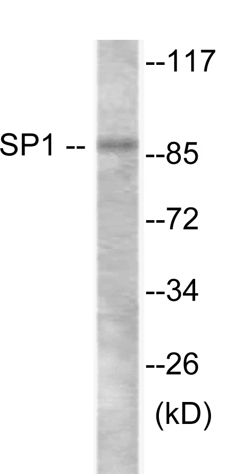 SP1 Cell Based ELISA Kit (A103347-96)