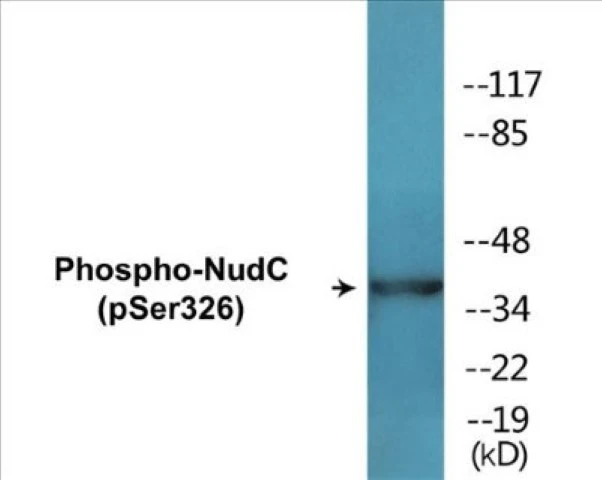 NudC (phospho Ser326) Cell Based ELISA Kit (A102358-296)