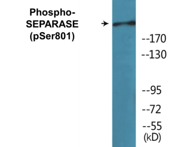 SEPARASE (phospho Ser801) Cell Based ELISA Kit (A102692-296)