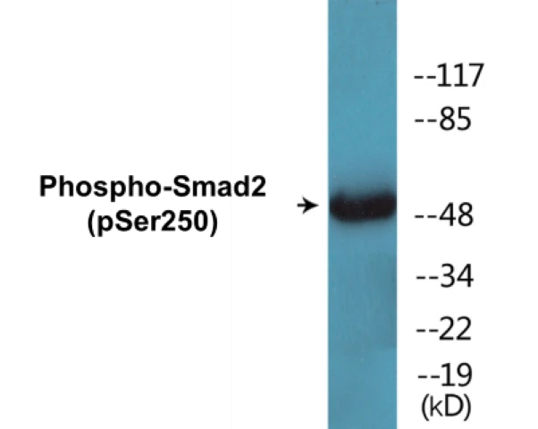 Smad2 (phospho Ser250) Cell Based ELISA Kit (A102186-296)