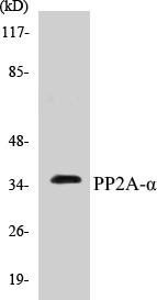 PP2A alpha Cell Based ELISA Kit (A102898-96)