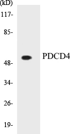 PDCD4 Cell Based ELISA Kit (A103108-96)