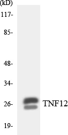 TNF12 Cell Based ELISA Kit (A103461-96)