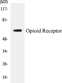 Opioid Receptor Cell Based ELISA Kit (A102825-96)