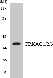 PRKAG1 + 2 + 3 Cell Based ELISA Kit (A102837-96)