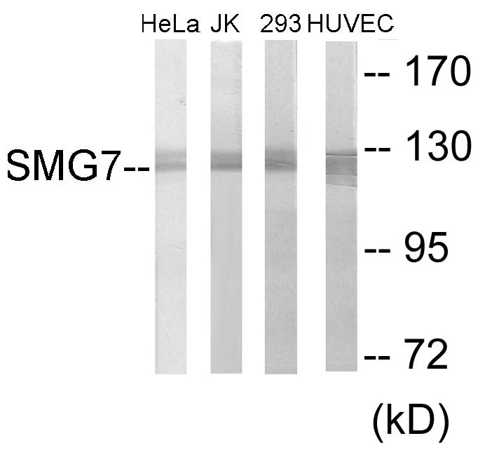 SMG7 Cell Based ELISA Kit (A103741-96)