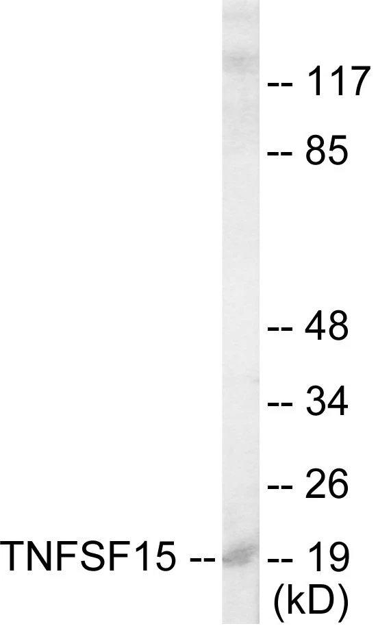 TNFSF15 Cell Based ELISA Kit (A103639-96)