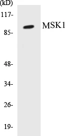 MSK1 Cell Based ELISA Kit (A103526-96)