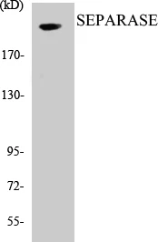 SEPARASE Cell Based ELISA Kit (A103391-96)