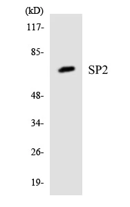 SP2 Cell Based ELISA Kit (A103577-96)