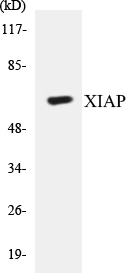 XIAP Cell Based ELISA Kit (A103267-96)