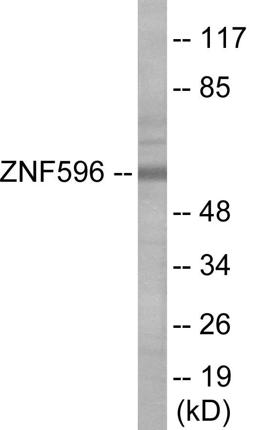 ZNF596 Cell Based ELISA Kit (A103665-96)